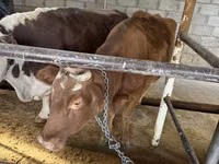 Sigir, Simmental cattle — 7-rasm