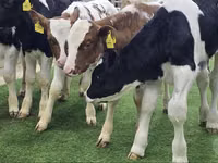Rinder (Partie, Geschlecht nicht angegeben), Simmental cattle — Foto 4