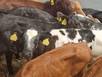 Rinder (Partie, Geschlecht nicht angegeben), Simmental cattle — Foto 3