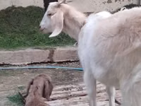 母山羊, Goats — 照片 1