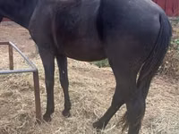 Hengst, Kazakh horse — Foto 3