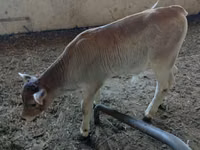 ثور, Swiss cattle — الصورة 3