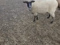 نعجة, الأغنام — الصورة 1