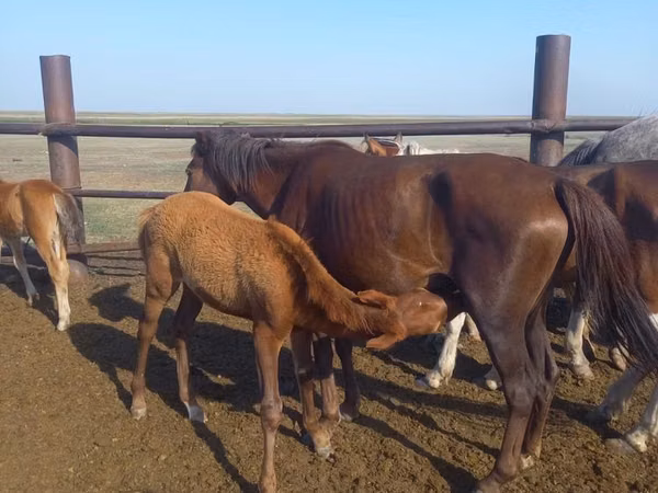 فرس, Kazakh horse