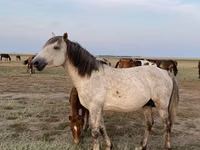Ат, Казак аты — сүрөт 3