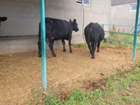 母牛, Aberdeen-Angus — 照片 5