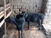 Ram, Sheep — photo 4