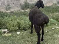 كبش, الأغنام — الصورة 2