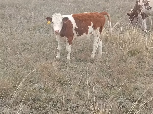 गाय, Simmental cattle — कज़ाखस्तान