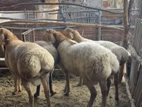 Қошқар, Arashan sheep — 1-сурет