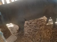 मादा सूअर, सूअर — फ़ोटो 2