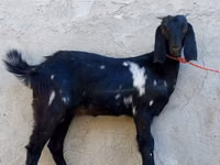 Ziege, Beetal goats — Foto 2