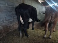 母牛, Cattle — 照片 4