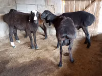 Widder, Arashan sheep — Foto 2