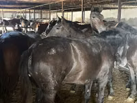 Horse (M), Horses — photo 3