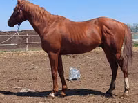 Aygʻir, Thoroughbred horse — 3-rasm