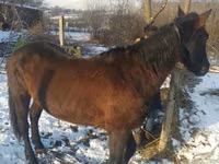 Mare, Horses — photo 2
