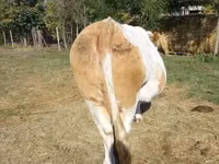 Kuh, Simmental cattle — Foto 6