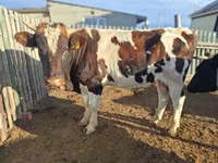 بقرة, Latvian Blue cattle — الصورة 6