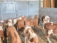 公牛, Cattle — 照片 4