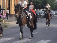 Caballo, Hanoverian — foto 8