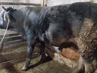 Bulle, Swiss cattle — Foto 2