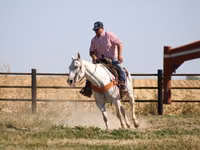 Hengst, Quarter Horse — Foto 2