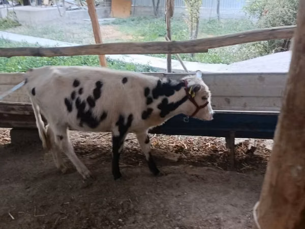 Rinder (Partie, Geschlecht nicht angegeben), Russian Black pied cattle — Usbekistan