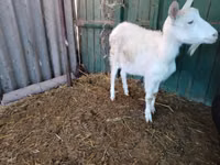 Ешкі, Pomellata goat — 8-сурет
