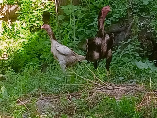 Chickens — Kirgisistan