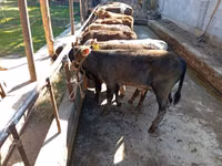 Toro, Swiss cattle — foto 5