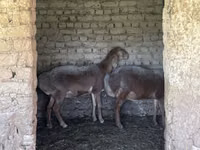 Schaf, Arashan sheep — Foto 2