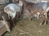 Carnero, Rhon sheep — foto 2