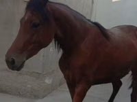 فرس, Anglo-Arabian — الصورة 4
