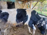 Kuh, Russian Black pied cattle — Foto 1