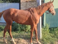 घोड़ा, Thoroughbred horse — फ़ोटो 1