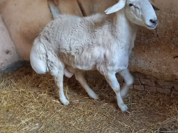 كبش, الأغنام — أوزبكستان