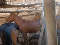 فرس, الخيول — الصورة 3