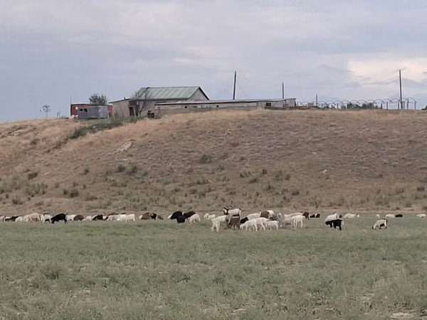 Bulle, Rinder — Kasachstan