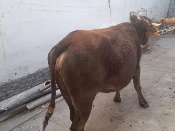 母牛, Cattle — 吉尔吉斯斯坦