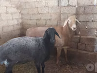 كبش, Arashan sheep — الصورة 3