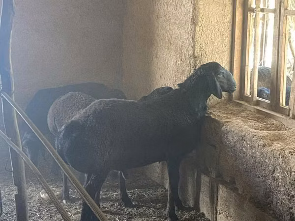 كبش, الأغنام — أوزبكستان