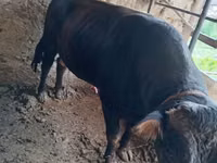 公牛, Aberdeen-Angus — 照片 3