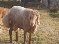 Widder, Arashan sheep — Foto 2