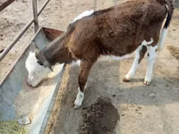 Bulle, Simmental cattle — Foto 1