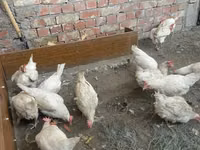 Chickens — Foto 2