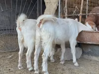 母山羊, Saanen goat — 照片 4