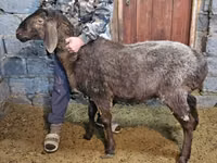 نعجة, Arashan sheep — الصورة 3