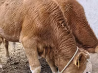 Bulle, Simmental cattle — Foto 2