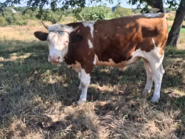 Bulle, Simmental cattle